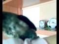 videos de el agaporni malva de juan