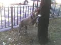 Blue Nose Pit Bull Eating a Tree!