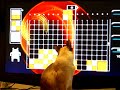 Trillian the Lumines Cat