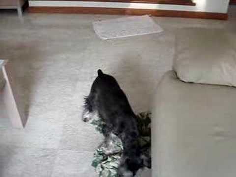 Schnauzer Playing
