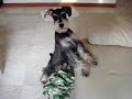Schnauzer Playing