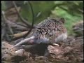 Mice vs Scorpion Mice vs Scorpion