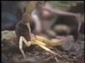 Mice vs Scorpion