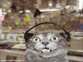 gatti pazzi matti gatti pazzi matti