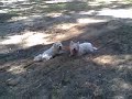 Shaggy doggies