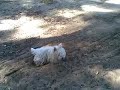 Shaggy doggies