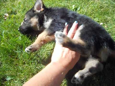 Harley at 5 weeks of age