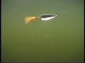 spoon, SoftTail, innovative lures