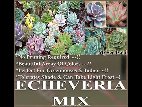 how to collect echeveria seeds