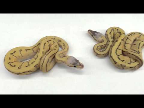 YouTube reptile video