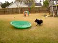 videos de Jet playing in water (co-staring Bosco)