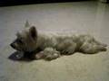 Westie Puppy Week 59 rest 5