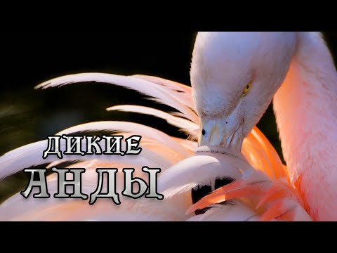 Дикие Анды - Экстремальное выживание