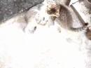 Baby Kitties�