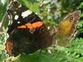 Cornwall, UK Arthropod Slideshow