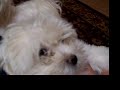 porky-the-maltese-puppy.html