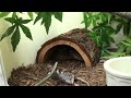 Visit Viperkeeper on Facebook for news & exclusive content: www.facebook.com My PNG Taipan (O. canni) is a very dangerous snake to work with just to get nice video in action. She's fast, very toxic and has no sense of humor. My mate David Williams says,