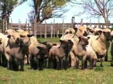 hampshire - Video de la asociación de criadores de Hampshire Down. Video informativo sobre la raza Hampshire Down en Argentina.
