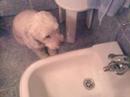 Be Water my Dog