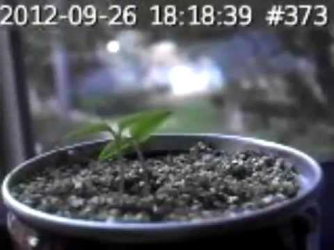 how to grow bhut jolokia peppers