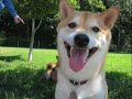 Central New Jersey Shiba Inu MeetUp 8/16/08