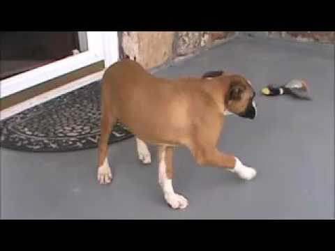 A video of Annie outside