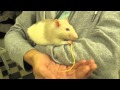 Rat eats spaghetti, Mary Cummins, Animal Advocates
