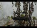 bluetit1.m2v