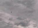 Kevin Kinne from Billings Montana flies his TREX in the wind