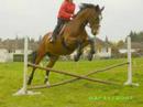 chevaux chevaux