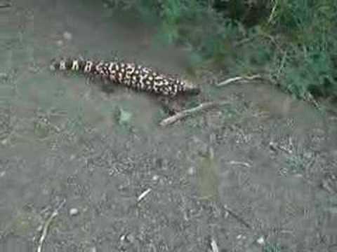 Gila Monster