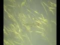 Video screenshot
