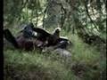 Águila real y urogallos - Golden eagle and capercaillie