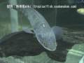 ???????????????Cobra Snakehead?????Channa marulius
