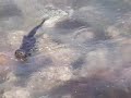 Nutria en Papudo