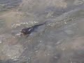 Nutria en Papudo
