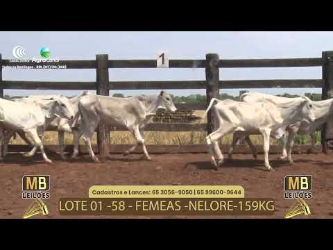 515� LEIL�O VIRTUAL MB LEIL�ES