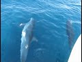 Dolphins in Thassos Dolphins in Thassos