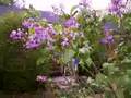 Here are my lilacs in the wind. Springtime 2006