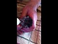 Click here to watch this video 保護ネコ、授乳