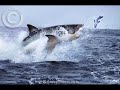 Great White Shark (Jaws Music) Great White Shark (Jaws Music)