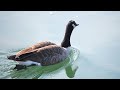 Chelsea Creek, Massachusetts, WhiteStaircaseProject, Canadian Geese