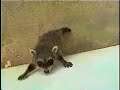 Filhote de mão-pelada, vítima da devastação. Quando filhote, apareceu numa residência em Guaramirim, SC, com muita fome. Foi amamentado,  e devolvido para a natureza 7 meses mais tardeSaiba mais sobre o mão-pelada visitando nosso site: http://www.ra-bugio.org.brInstituto Rã-bugio para Conservação da Biodiversidade