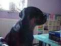 rottweiler singing pink floyd