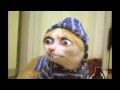 DONT WATCH THIS VIDEO IF YOU HATE KITTENS !!!
