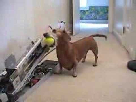 hund - Hund som leker med en boll.