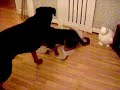 Rottweiler vs Rokita Puppy