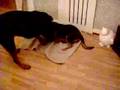 Rottweiler vs Rokita Puppy