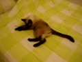 O gato que odiava o Natal