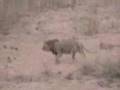 S. Africa Safari: Mountain Lion - Rare daylight sighting